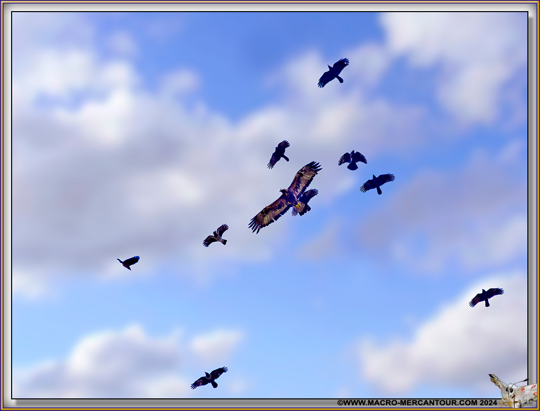 Buse variable 